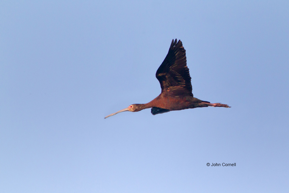 Ibis;Plegadis chilhi;White-faced Ibis;flight